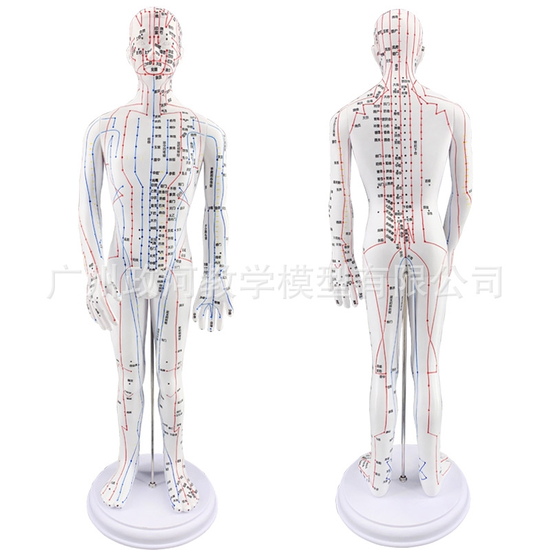 Traditional Chinese medicine acupuncture point map mannequin